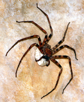 Illustration for article titled Weekend Nightmare Fuel: The Biggest Crawling Animals on Earth